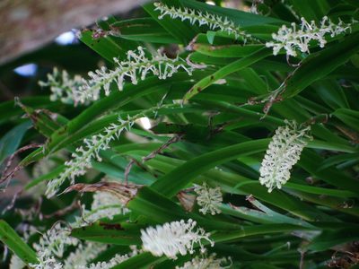 Liparis condylobulbon, photographed by 呂一起(Lyu yi-chi)