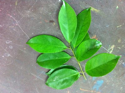 Erycibe henryi, photographed by 呂一起(Lyu yi-chi)