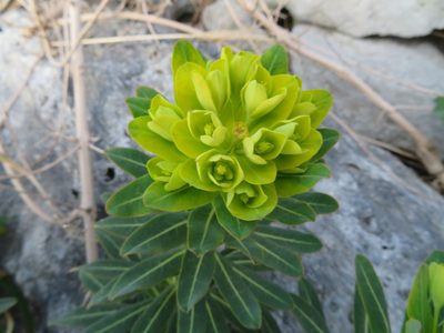 Euphorbia jolkinii, photographed by Marco Mussita