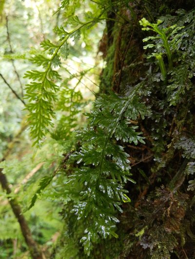 Hymenophyllum badium, photographed by Cheng-Te Hsu