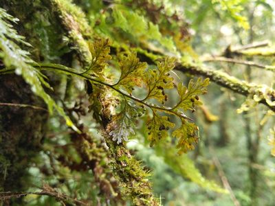 Hymenophyllum badium, photographed by Cheng-Te Hsu