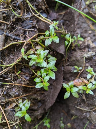 Ludwigia ovalis, photographed by Cheng-Te Hsu