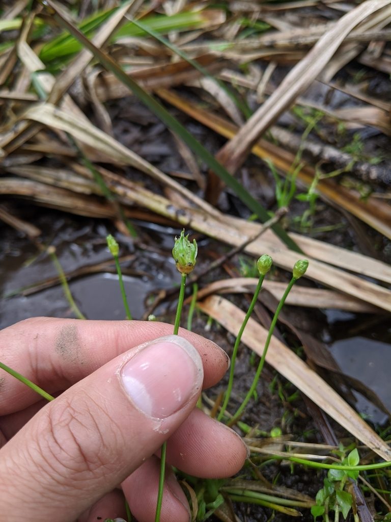 Eriocaulon buergerianum, photographed by Cheng-Te Hsu