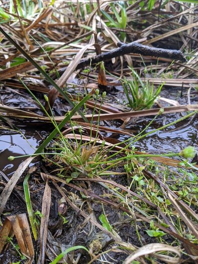 Eriocaulon buergerianum, photographed by Cheng-Te Hsu