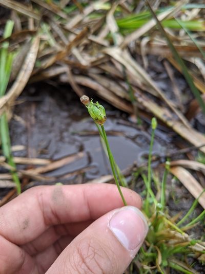 Eriocaulon buergerianum, photographed by Cheng-Te Hsu