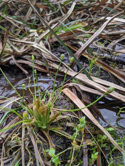 Eriocaulon buergerianum, photographed by Cheng-Te Hsu