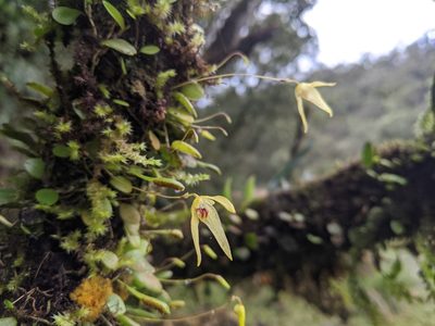 Bulbophyllum drymoglossum, photographed by Cheng-Te Hsu