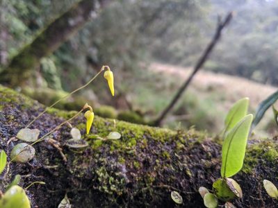 Bulbophyllum drymoglossum, photographed by Cheng-Te Hsu