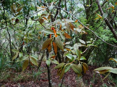 Diospyros oldhamii, photographed by 呂一起(Lyu yi-chi)