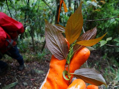 Diospyros oldhamii, photographed by 呂一起(Lyu yi-chi)