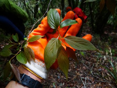 Diospyros oldhamii, photographed by 呂一起(Lyu yi-chi)