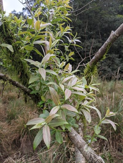 Salix kusanoi, photographed by Cheng-Te Hsu