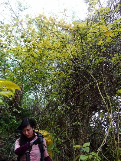 Berchemia formosana, photographed by 呂一起(Lyu yi-chi)