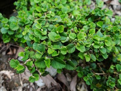 Grewia piscatorum, photographed by 呂一起(Lyu yi-chi)