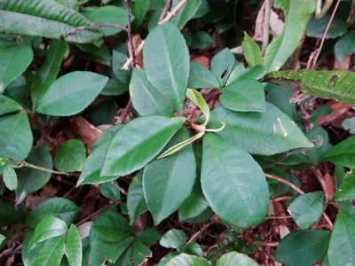 Ardisia cymosa, photographed by 呂一起(Lyu yi-chi)