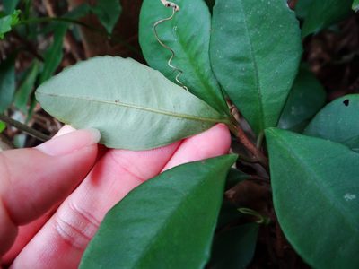 Ardisia cymosa, photographed by 呂一起(Lyu yi-chi)