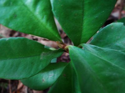 Ardisia cymosa, photographed by 呂一起(Lyu yi-chi)
