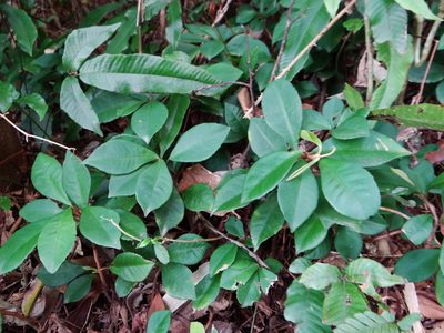 Ardisia cymosa, photographed by 呂一起(Lyu yi-chi)