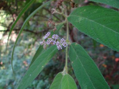 Callicarpa pilosissima, photographed by 呂一起(Lyu yi-chi)