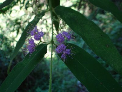 Callicarpa pilosissima, photographed by 呂一起(Lyu yi-chi)