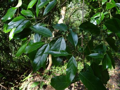 Prunus zippeliana, photographed by 呂一起(Lyu yi-chi)