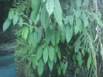 Pilea funkikensis, photographed by 呂一起(Lyu yi-chi)