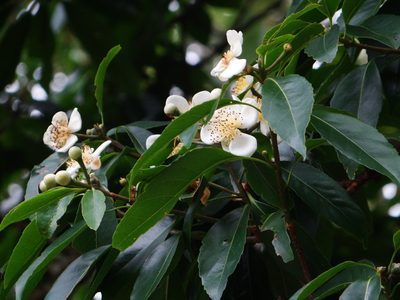Schima superba, photographed by 呂一起(Lyu yi-chi)