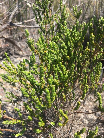 Amphithalea flava, photographed by Rebecca Ryen-Stols