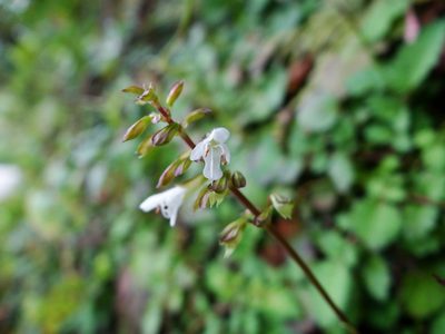 Salvia hayatae, photographed by 呂一起(Lyu yi-chi)