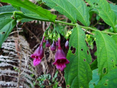Chelonopsis deflexa, photographed by 呂一起(Lyu yi-chi)