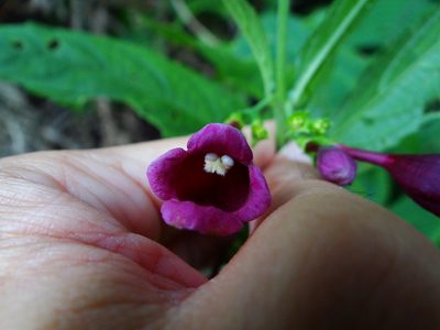 Chelonopsis deflexa, photographed by 呂一起(Lyu yi-chi)