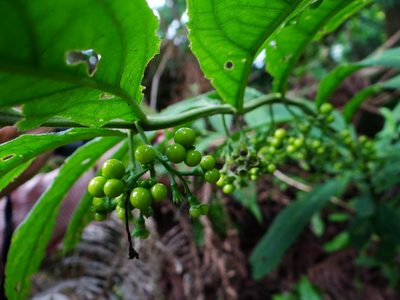 Chelonopsis deflexa, photographed by 呂一起(Lyu yi-chi)