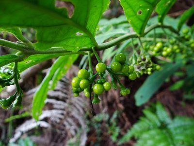 Chelonopsis deflexa, photographed by 呂一起(Lyu yi-chi)