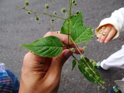 Circaea erubescens, photographed by 呂一起(Lyu yi-chi)