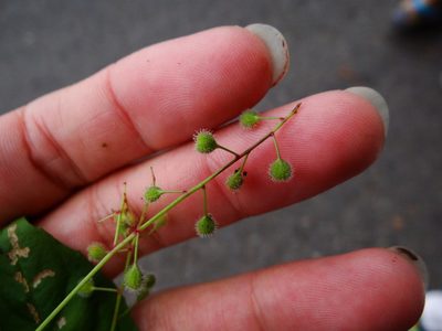 Circaea erubescens, photographed by 呂一起(Lyu yi-chi)