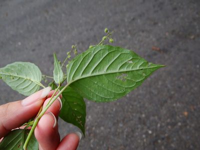 Circaea erubescens, photographed by 呂一起(Lyu yi-chi)