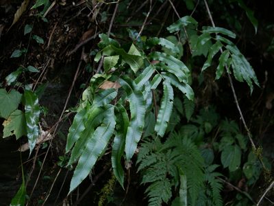 Dryopteris pseudosieboldii, photographed by Jacy Chen