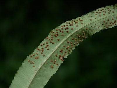 Dryopteris pseudosieboldii, photographed by Jacy Chen