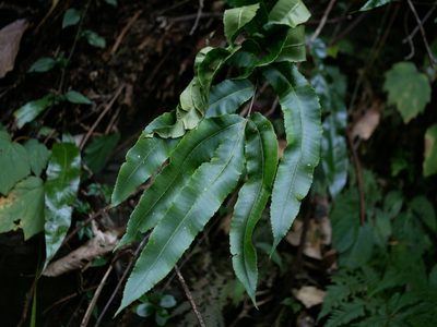 Dryopteris pseudosieboldii, photographed by Jacy Chen