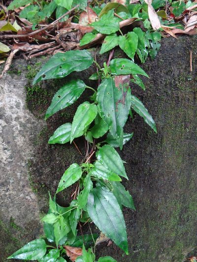 Tripterospermum taiwanense, photographed by 呂一起(Lyu yi-chi)
