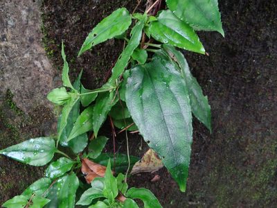 Tripterospermum taiwanense, photographed by 呂一起(Lyu yi-chi)