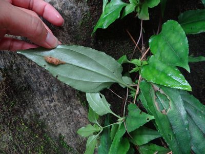 Tripterospermum taiwanense, photographed by 呂一起(Lyu yi-chi)