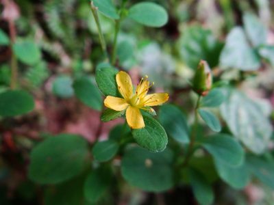 Hypericum taihezanense, photographed by 呂一起(Lyu yi-chi)