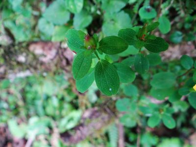 Hypericum taihezanense, photographed by 呂一起(Lyu yi-chi)