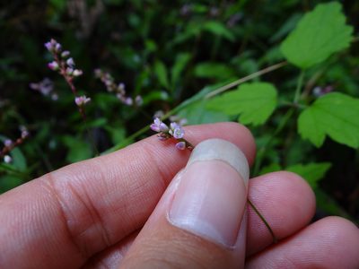 Polygonum posumbu, photographed by 呂一起(Lyu yi-chi)