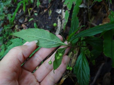 Lysimachia ardisioides, photographed by 呂一起(Lyu yi-chi)