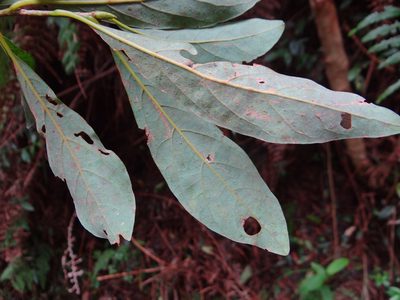 Lindera erythrocarpa, photographed by 呂一起(Lyu yi-chi)