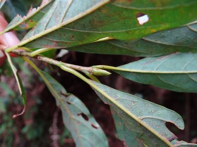 Lindera erythrocarpa, photographed by 呂一起(Lyu yi-chi)