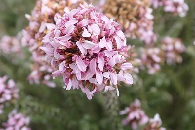 Stoebe ericoides, photographed by Peter Warren