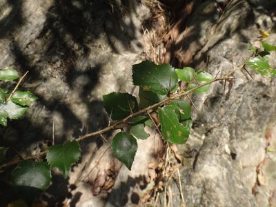 Xylosma congesta, photographed by 呂一起(Lyu yi-chi)